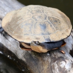 Chelodina longicollis (Eastern Long-necked Turtle) at Paddys River, ACT - 8 Feb 2022 by RodDeb