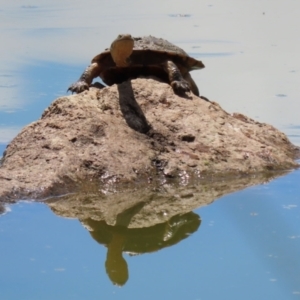 Chelodina longicollis at Paddys River, ACT - 8 Feb 2022