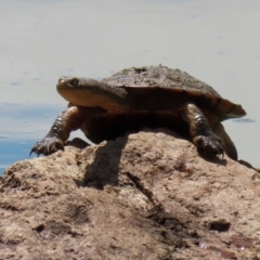 Chelodina longicollis at Paddys River, ACT - 8 Feb 2022