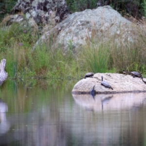 Chelodina longicollis at Paddys River, ACT - 8 Feb 2022
