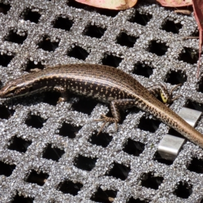 Eulamprus heatwolei (Yellow-bellied Water Skink) at Paddys River, ACT - 8 Feb 2022 by RodDeb