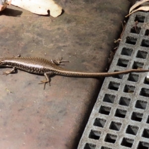 Eulamprus heatwolei at Paddys River, ACT - 8 Feb 2022