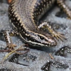 Eulamprus heatwolei at Paddys River, ACT - 8 Feb 2022 04:18 PM