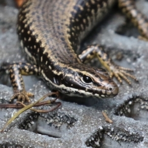 Eulamprus heatwolei at Paddys River, ACT - 8 Feb 2022