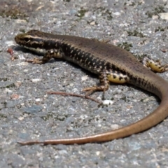 Eulamprus heatwolei at Paddys River, ACT - 8 Feb 2022 04:18 PM