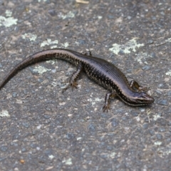 Eulamprus heatwolei at Paddys River, ACT - 8 Feb 2022 04:18 PM