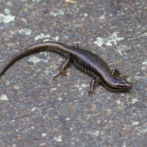 Eulamprus heatwolei at Paddys River, ACT - 8 Feb 2022