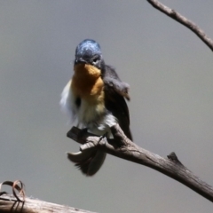 Myiagra cyanoleuca (Satin Flycatcher) at Tidbinbilla Nature Reserve - 8 Feb 2022 by RodDeb