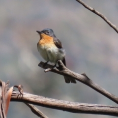 Myiagra cyanoleuca at Paddys River, ACT - 8 Feb 2022