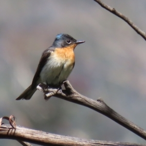 Myiagra cyanoleuca at Paddys River, ACT - 8 Feb 2022