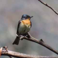 Myiagra cyanoleuca at Paddys River, ACT - 8 Feb 2022