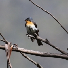 Myiagra cyanoleuca at Paddys River, ACT - 8 Feb 2022