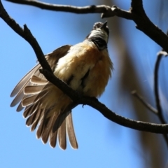 Pachycephala rufiventris (Rufous Whistler) at Paddys River, ACT - 8 Feb 2022 by RodDeb