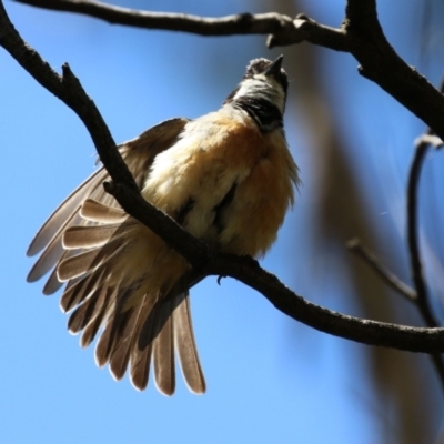 Pachycephala rufiventris (Rufous Whistler) at Paddys River, ACT - 8 Feb 2022 by RodDeb