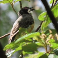 Pachycephala rufiventris at Paddys River, ACT - 8 Feb 2022