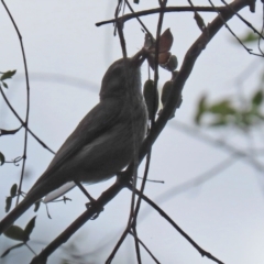 Pachycephala rufiventris at Paddys River, ACT - 8 Feb 2022