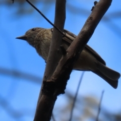 Pachycephala rufiventris at Paddys River, ACT - 8 Feb 2022