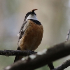 Pachycephala rufiventris at Paddys River, ACT - 8 Feb 2022