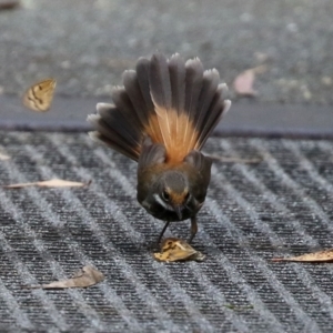 Rhipidura rufifrons at Paddys River, ACT - 8 Feb 2022