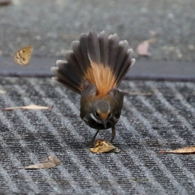 Rhipidura rufifrons (Rufous Fantail) at Tidbinbilla Nature Reserve - 8 Feb 2022 by RodDeb