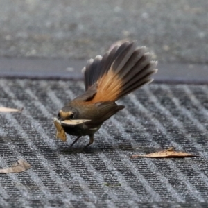 Rhipidura rufifrons at Paddys River, ACT - 8 Feb 2022