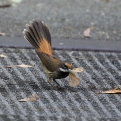 Rhipidura rufifrons at Paddys River, ACT - 8 Feb 2022