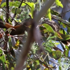 Rhipidura rufifrons at Paddys River, ACT - 8 Feb 2022