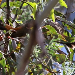 Rhipidura rufifrons at Paddys River, ACT - 8 Feb 2022