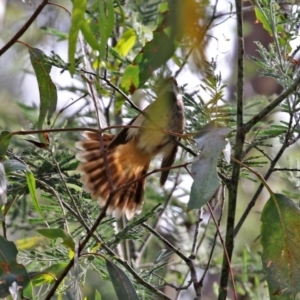 Rhipidura rufifrons at Paddys River, ACT - 8 Feb 2022