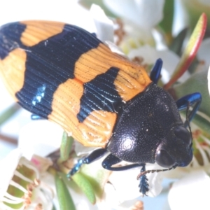 Castiarina thomsoni at Cotter River, ACT - 8 Feb 2022