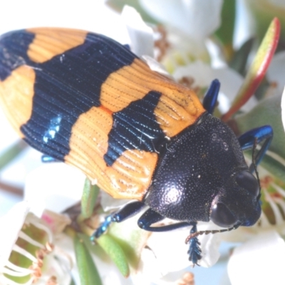 Castiarina thomsoni (A jewel beetle) at Cotter River, ACT - 8 Feb 2022 by Harrisi