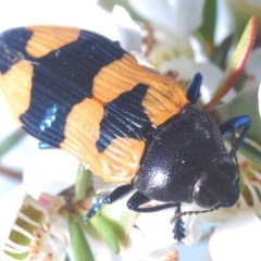 Castiarina thomsoni (A jewel beetle) at Cotter River, ACT - 8 Feb 2022 by Harrisi