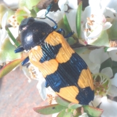 Castiarina thomsoni at Cotter River, ACT - 8 Feb 2022