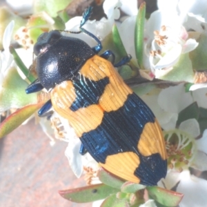 Castiarina thomsoni at Cotter River, ACT - 8 Feb 2022