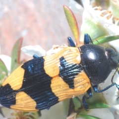 Castiarina thomsoni at Cotter River, ACT - 8 Feb 2022 09:05 PM