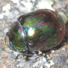 Callidemum hypochalceum (Hop-bush leaf beetle) at Cotter River, ACT - 10 Feb 2022 by Harrisi