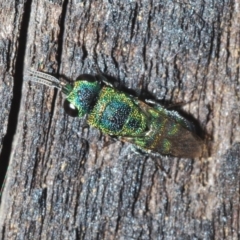 Primeuchroeus sp. (genus) (Cuckoo Wasp) at Tidbinbilla Nature Reserve - 3 Feb 2022 by Harrisi