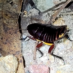 Platyzosteria similis (Red-legged litter runner) at Molonglo Valley, ACT - 10 Feb 2022 by trevorpreston