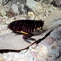 Platyzosteria similis at Molonglo Valley, ACT - 10 Feb 2022