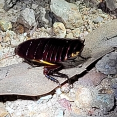 Platyzosteria similis at Molonglo Valley, ACT - 10 Feb 2022 10:48 PM