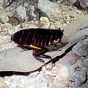 Platyzosteria similis at Molonglo Valley, ACT - 10 Feb 2022 10:48 PM