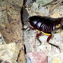 Platyzosteria similis at Molonglo Valley, ACT - 10 Feb 2022 10:48 PM