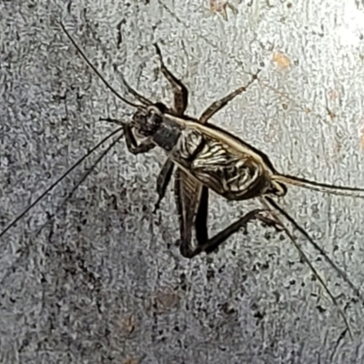 Eurepa marginipennis (Mottled bush cricket) at Stromlo, ACT - 10 Feb 2022 by trevorpreston