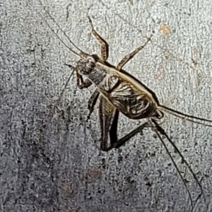 Eurepa marginipennis at Stromlo, ACT - 10 Feb 2022