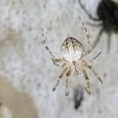 Araneidae (family) (Orb weaver) at Block 402 - 10 Feb 2022 by trevorpreston