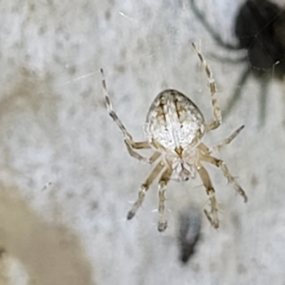 Araneidae (family) (Orb weaver) at Block 402 - 10 Feb 2022 by trevorpreston