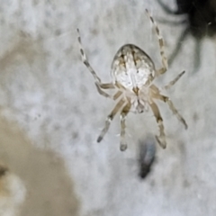 Araneidae (family) at Stromlo, ACT - 10 Feb 2022