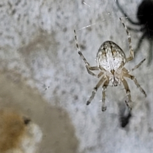 Araneidae (family) at Stromlo, ACT - 10 Feb 2022