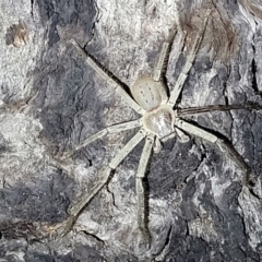 Isopeda sp. (genus) (Huntsman Spider) at Block 402 - 10 Feb 2022 by trevorpreston