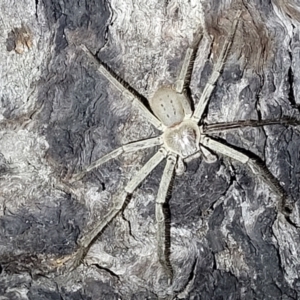 Isopeda sp. (genus) at Stromlo, ACT - 10 Feb 2022